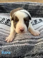 Hans, a male Border Collie for sale in Stony Point, NC – Photo 3 of 7