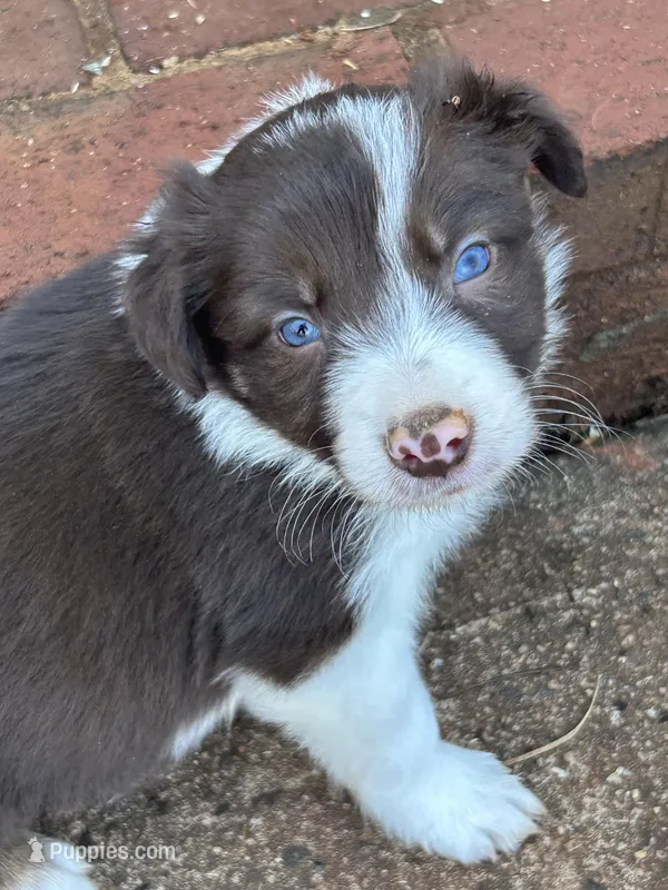Sven – Border Collie puppy for sale in Stony Point, NC