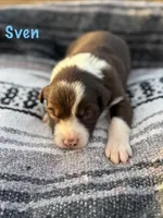 Sven, a male Border Collie for sale in Stony Point, NC – Photo 5 of 6