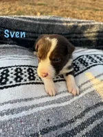 Sven, a male Border Collie for sale in Stony Point, NC – Photo 6 of 6