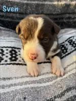Sven, a male Border Collie for sale in Stony Point, NC – Photo 2 of 6