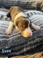 Sven, a male Border Collie for sale in Stony Point, NC – Photo 3 of 6
