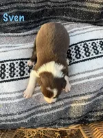 Sven, a male Border Collie for sale in Stony Point, NC – Photo 4 of 6