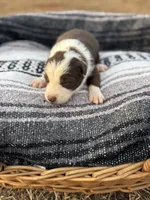 Oaken, a male Border Collie for sale in Stony Point, NC – Photo 4 of 5