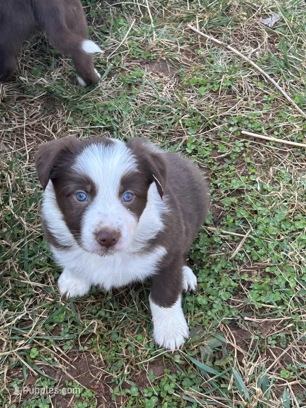 Oaken – Border Collie puppy for sale in Stony Point, NC