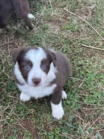 Oaken, a male Border Collie for sale in Stony Point, NC – Photo 1 of 5