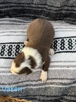 Oaken, a male Border Collie for sale in Stony Point, NC – Photo 3 of 5