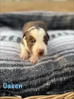 Oaken, a male Border Collie for sale in Stony Point, NC – Photo 2 of 5