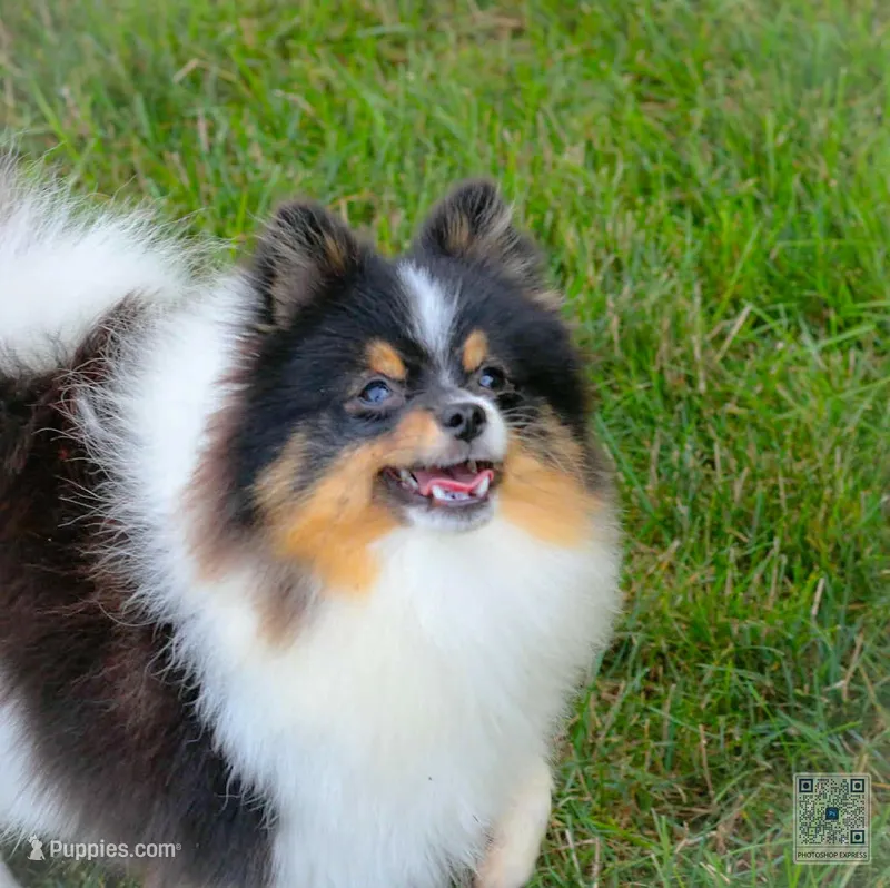Rumble  – Pomeranian puppy for sale in Bremen, IN