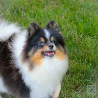 Rumble , a male Pomeranian for sale in Bremen, IN – 1 of 5