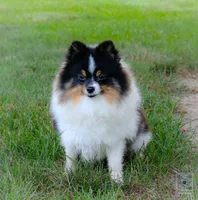 Rumble , a male Pomeranian for sale in Bremen, IN – 5 of 5