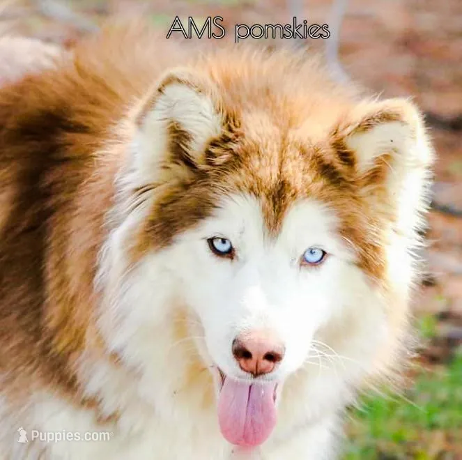 Gypsy, a female Siberian Husky for sale in Bremen, IN – Photo 1 of 3