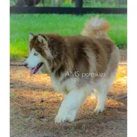 Gypsy, a female Siberian Husky for sale in Bremen, IN – Photo 2 of 3