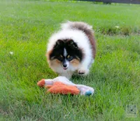 Rumble , a male Pomeranian for sale in Bremen, IN – 4 of 5