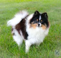 Rumble , a male Pomeranian for sale in Bremen, IN – 2 of 5
