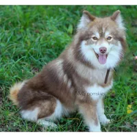 Ruby, a female Pomsky for sale in Bremen, IN – Photo 2 of 2