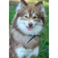 Ruby, a female Pomsky for sale in Bremen, IN – Photo 1 of 2