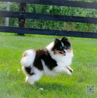 Rumble , a male Pomeranian for sale in Bremen, IN – 3 of 5
