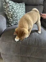 Max, a male Shiba Inu for sale in Shiloh, OH – 4 of 7