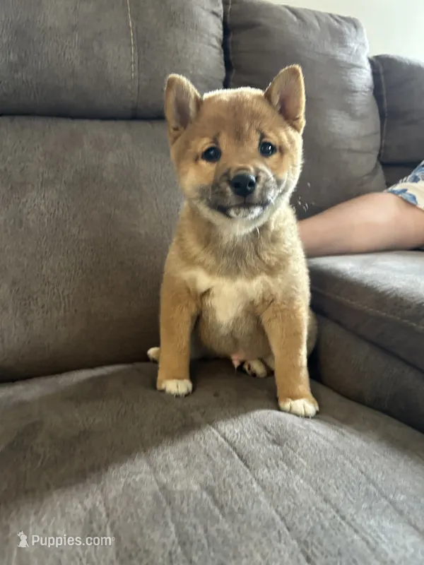 Max – Shiba Inu puppy for sale in Shiloh, OH