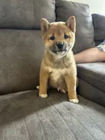 Max, a male Shiba Inu for sale in Shiloh, OH – 1 of 7