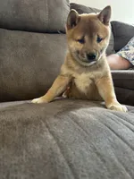 Charlie, a male Shiba Inu for sale in Shiloh, OH – 9 of 9