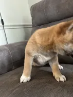 Charlie, a male Shiba Inu for sale in Shiloh, OH – 8 of 9