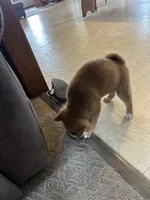 Max, a male Shiba Inu for sale in Shiloh, OH – 2 of 7