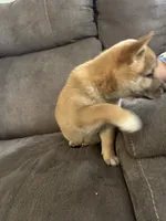 Charlie, a male Shiba Inu for sale in Shiloh, OH – 6 of 9