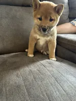 Max, a male Shiba Inu for sale in Shiloh, OH – 7 of 7