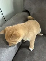 Max, a male Shiba Inu for sale in Shiloh, OH – 3 of 7