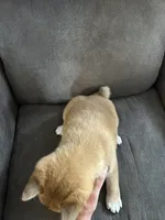 Charlie, a male Shiba Inu for sale in Shiloh, OH – 4 of 9