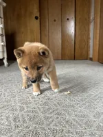 Max, a male Shiba Inu for sale in Shiloh, OH – 6 of 7