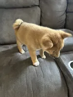 Max, a male Shiba Inu for sale in Shiloh, OH – 5 of 7
