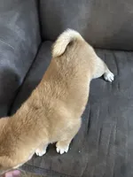 Charlie, a male Shiba Inu for sale in Shiloh, OH – 7 of 9