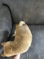 Charlie, a male Shiba Inu for sale in Shiloh, OH – 2 of 9