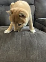 Charlie, a male Shiba Inu for sale in Shiloh, OH – 3 of 9