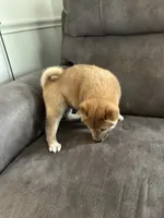 Charlie, a male Shiba Inu for sale in Shiloh, OH – 5 of 9