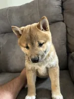 Charlie, a male Shiba Inu for sale in Shiloh, OH – 1 of 9