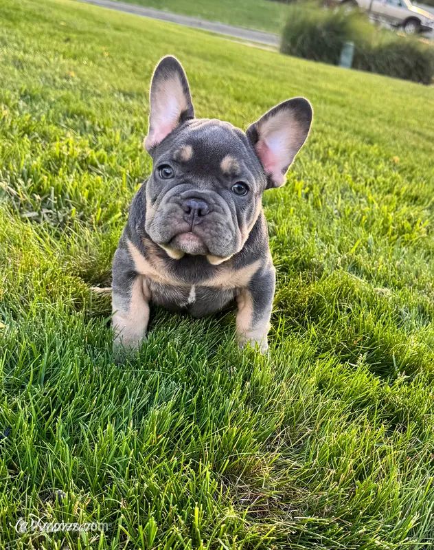 Gunner – French Bulldog puppy for sale in Dover, PA
