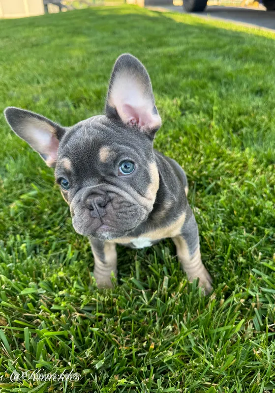 Knuckles  – French Bulldog puppy for sale in Dover, PA