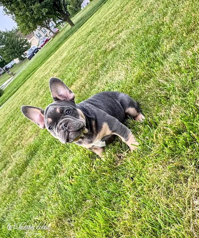 Knuckles  – French Bulldog puppy for sale in Dover, PA