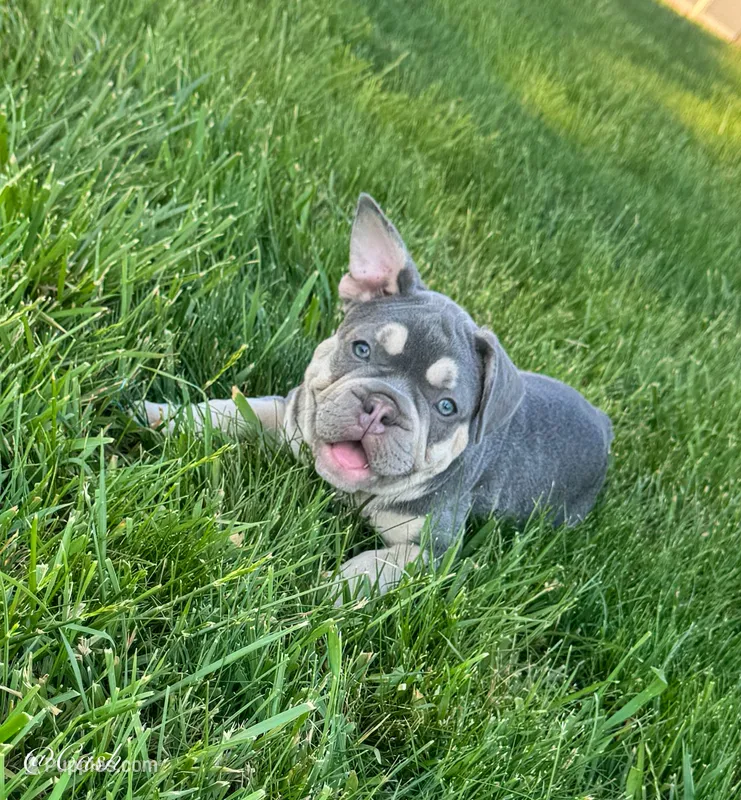 Cash – French Bulldog puppy for sale in Dover, PA