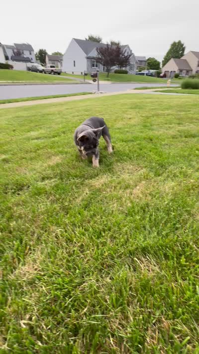 Gunner, a male French Bulldog for sale in Dover, PA – 5 of 5