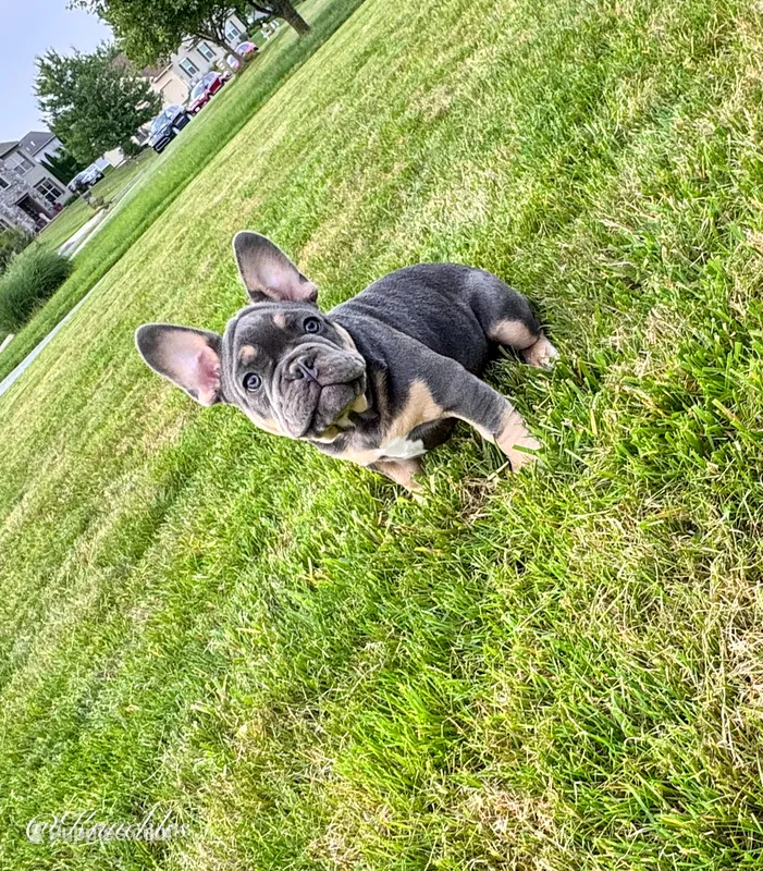 Knuckles  – French Bulldog puppy for sale in Dover, PA