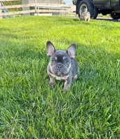 Snoot , a male French Bulldog for sale in Dover, PA – 3 of 3
