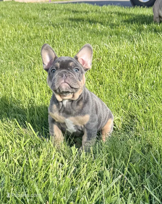 Snoot  – French Bulldog puppy for sale in Dover, PA