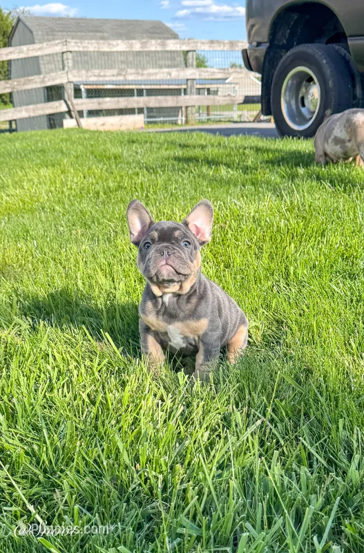 Snoot  – French Bulldog puppy for sale in Dover, PA