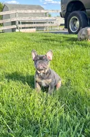 Snoot , a male French Bulldog for sale in Dover, PA – 1 of 3