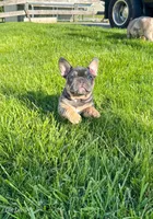 Snoot , a male French Bulldog for sale in Dover, PA – 2 of 3